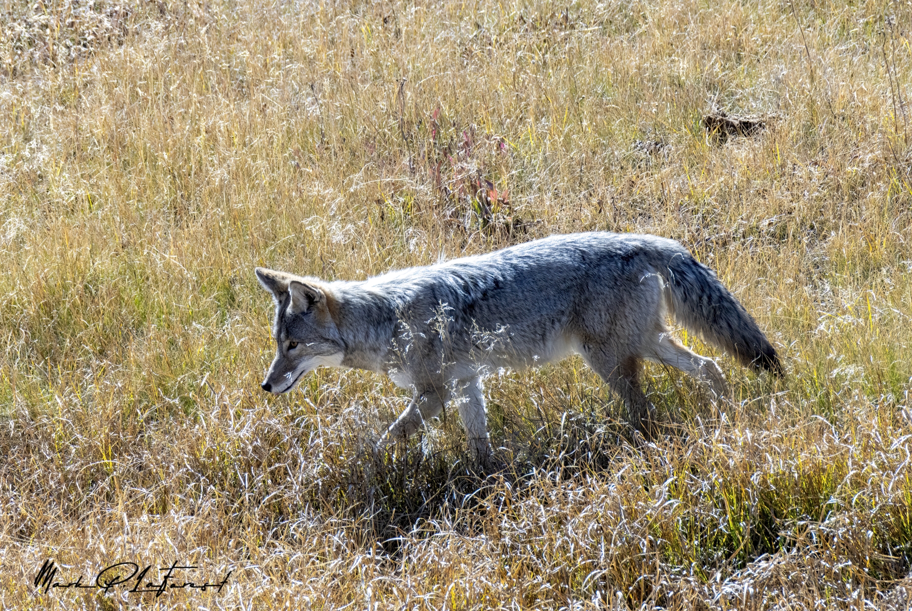 Coyote, Yellowstone National Park